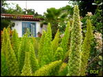 Foxtail Fern